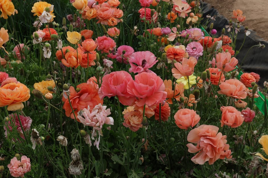 A vibrant, densely packed floral arrangement featuring a variety of fresh flowers, predominantly in shades of pink, peach, and soft yellow. The bouquet includes large, delicate ranunculus blooms with 