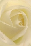 Drawn into the very heart of this ethereal cream rose, you can almost imagine yourself cocooned within its delicate spirals, as soft morning light grazes each petal, casting gentle shadows through layers of ivory and cream. There's a subtle glow, a sense of calm that echoes the peaceful atmosphere found in Fitzrovia's quiet mews and historic gardens. The velvety petals, nearly translucent, seem to whisper of new beginnings or heartfelt goodbyes-perfect for a bouquet that offers sympathy, gratitude, or quiet celebration on a meaningful day. The close-up composition allows every nuance of texture and form to shine: the matte finish, the poetic inward curl, the fragile resilience at the bloom's centre. It's easy to imagine the subtle, sweet scent mingling with the crisp air near Warren Street, a gentle reminder of the craftsmanship and care invested by Flowers Fitzrovia. This rose is less a flower than a gentle embrace-thoughtfully composed for those special Fitzrovia moments where emotion and natural beauty intertwine.